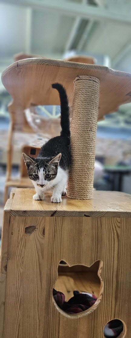 익산유기동물보호소_445468202502931